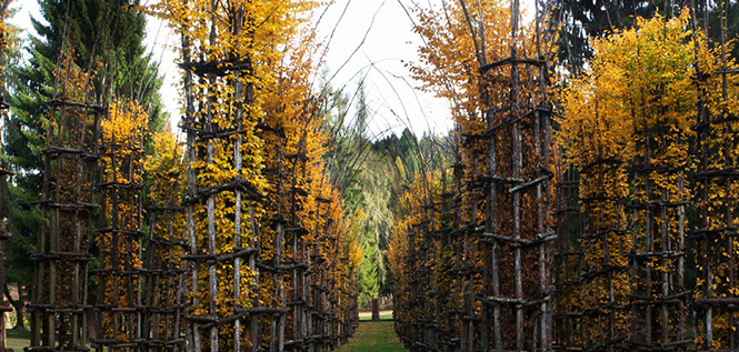 святилище живы. дом из живых деревьев. живой храм cattedrale vegetale. живой собор итальянского эко-архитектора джулиано маури. живой собор итальянского эко-архитектора джулиано маури.